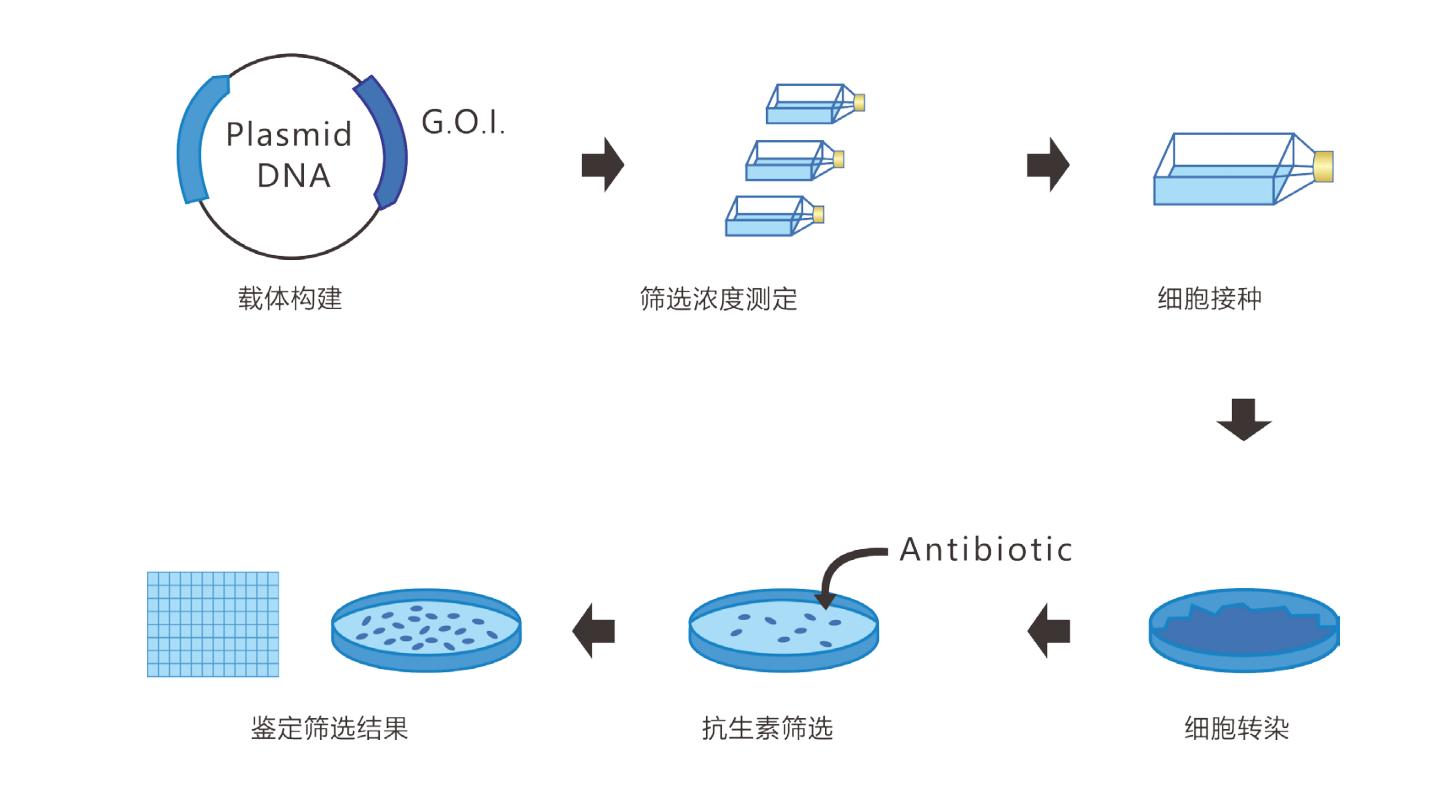 一文搞定CHO穩(wěn)轉(zhuǎn)細(xì)胞株構(gòu)建