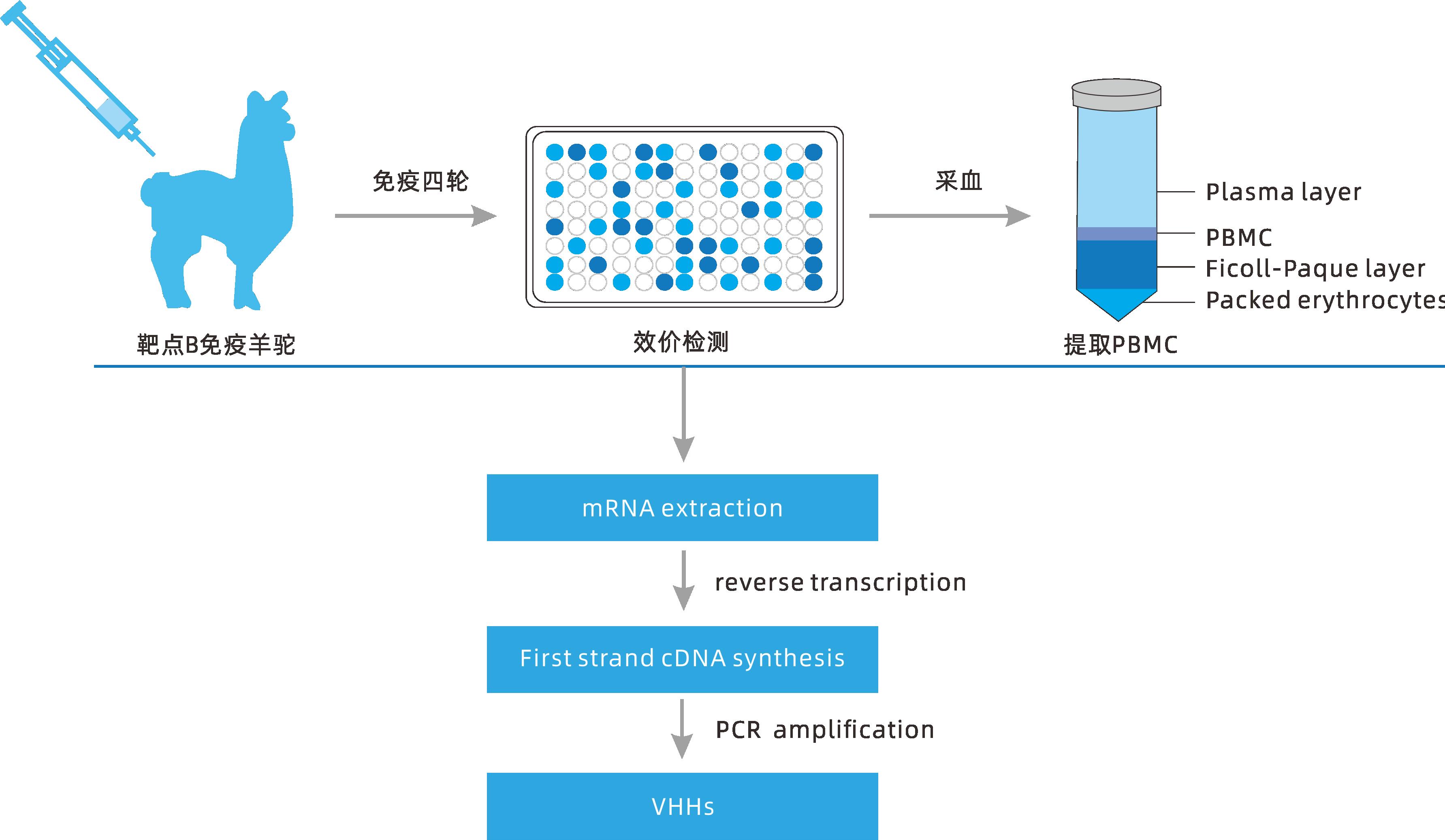 小分子大作用 ▏研發(fā)新動力，聚焦納米抗體