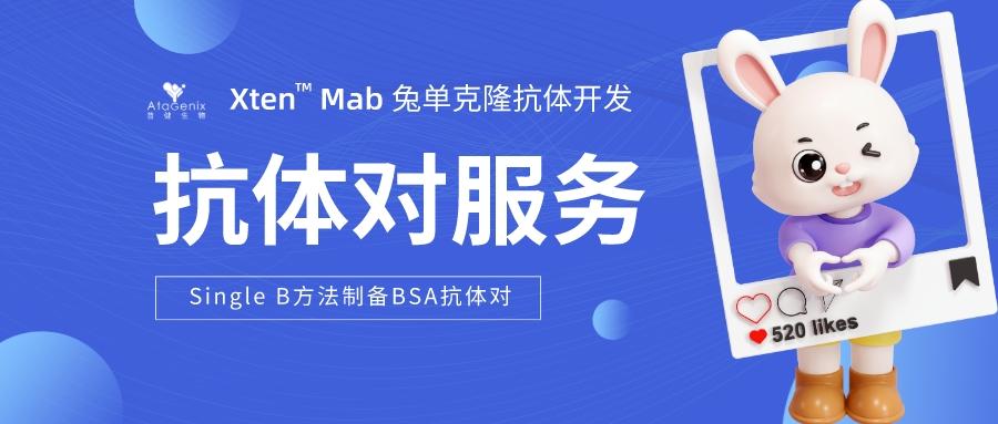 利用Single B方法快速制備高效BSA抗體對的策略